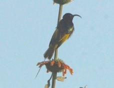 Sunbird Golden-winged female 0909