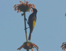 Sunbird Golden-winged male 0932