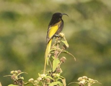 Sunbird Golden-winged male 1017