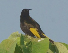 Sunbird Golden-winged male 0981