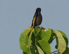 Sunbird Golden-winged male 0983