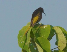 Sunbird Golden-winged male 0985