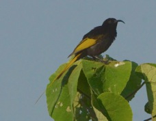 Sunbird Golden-winged male 0986