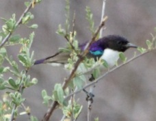 Sunbird Eastern violet-backed 0411