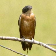 Swallow Rufous-chested 192