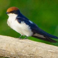 Swallow Wire-tailed 192