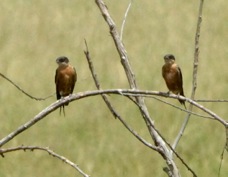 Swallow Rufous-chested  0073