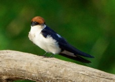 Swallow Wire-tailed 1277