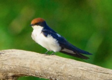 Swallow Wire-tailed 1272