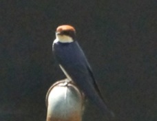 Swallow Wire-tailed 9133