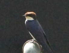 Swallow Wire-tailed 9135