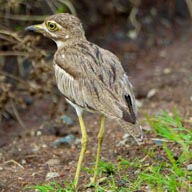 Thick-knee Water 192