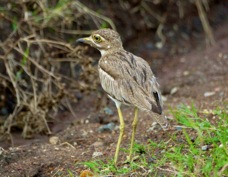 Thick-knee Water 9210