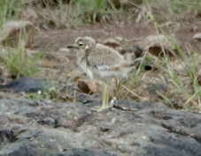 Thick-knee Water juvenile 9201