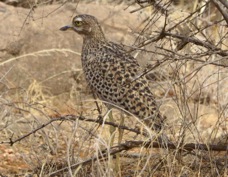 Thick-knee Spotted 4094