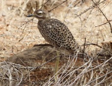 Thick-knee Spotted 4102