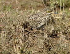 Thick-knee Spotted 0769