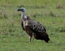 Vulture Ruppell's Griffon immature 9528