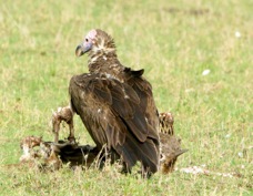 Vulture Lappet-faced 9710