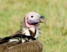 Vulture Lappet-faced 9717