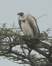 Vulture African White-backed 6875