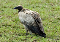 Vulture African White-backed 7909