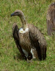Vulture African White-backed 9941