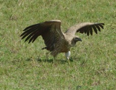Vulture African White-backed 9950