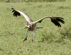 Vulture African White-backed 9989