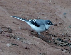 Wagtail Mountain 3004
