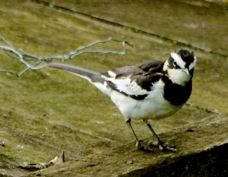 Wagtail African Pied  5737