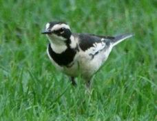 Wagtail African Pied 1924