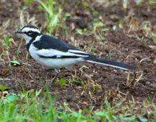 Wagtail African Pied 2017