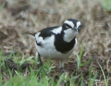 Wagtail African Pied 32007