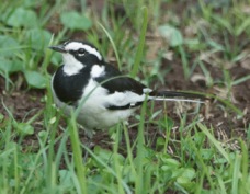 Wagtail African Pied 32021