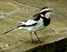 Wagtail African Pied 5739