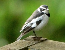 Wagtail African Pied 5746