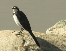 Wagtail African Pied  2