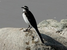 Wagtail African Pied  9464