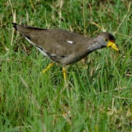 Lapwing African Wattled 192