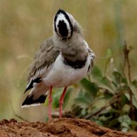 Lapwing Crowned 192