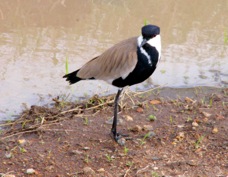 Lapwing Spur-winged 0503