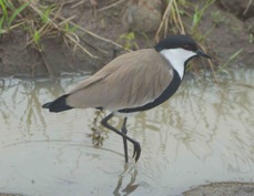 Lapwing Spur-winged 9224