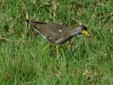 Lapwing African Wattled 7936