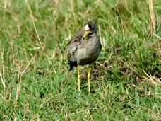 Lapwing African Wattled 7930