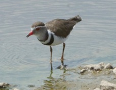 Plover Three-banded 9860