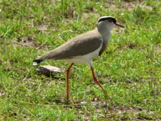Lapwing Crowned 8199