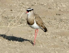 Lapwing Crowned 8718