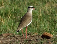 Lapwing Crowned 9325