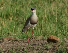 Lapwing Crowned 9329